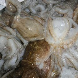 松本釣船２ 釣果