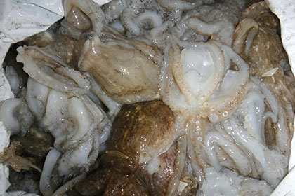 松本釣船２ 釣果