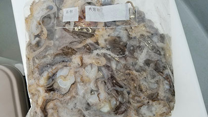 松本釣船２ 釣果