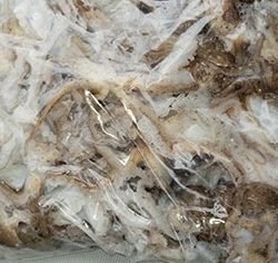 松本釣船２ 釣果