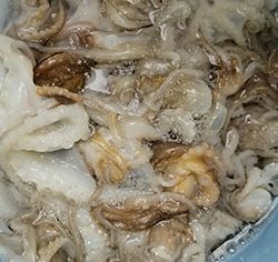 松本釣船２ 釣果