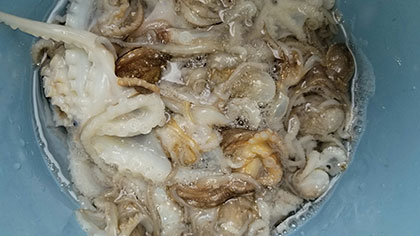 松本釣船２ 釣果