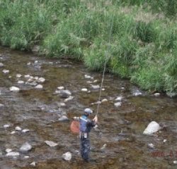 大井川（大井川(非)漁業協同組合） 釣果