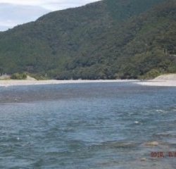 大井川（大井川(非)漁業協同組合） 釣果