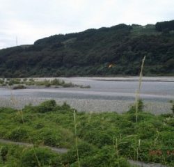 大井川（大井川(非)漁業協同組合） 釣果