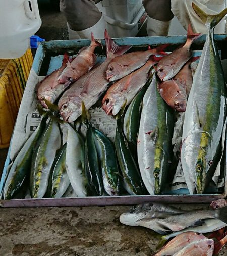 明神釣船 釣果