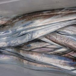 オーフリー 釣果