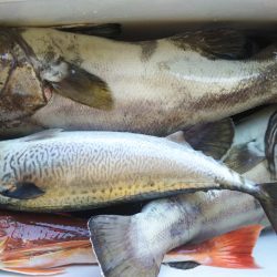 モンロー号 釣果