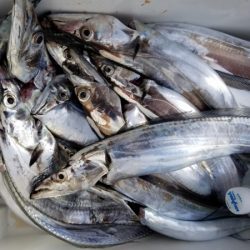 オーフリー 釣果