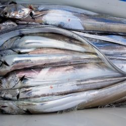 オーフリー 釣果