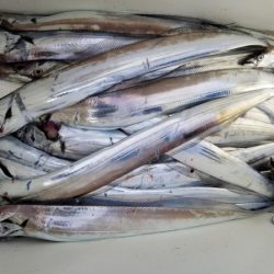 オーフリー 釣果