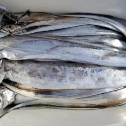 オーフリー 釣果