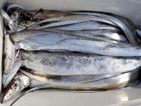 オーフリー 釣果