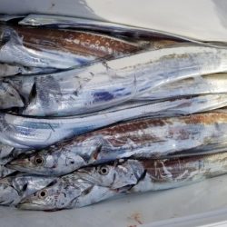 オーフリー 釣果