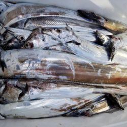 オーフリー 釣果