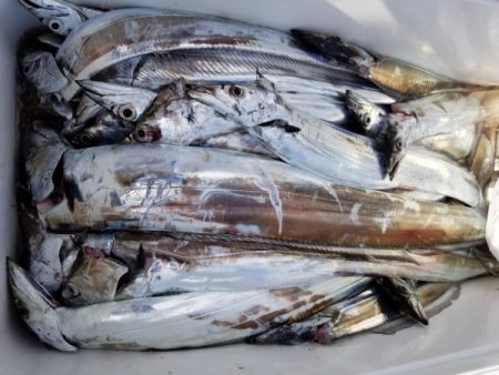 オーフリー 釣果