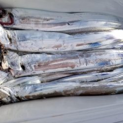 オーフリー 釣果