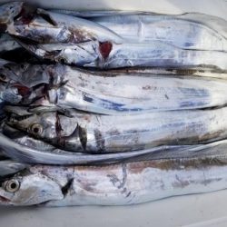 オーフリー 釣果