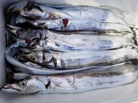 オーフリー 釣果