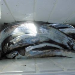 十八宝洋丸 釣果