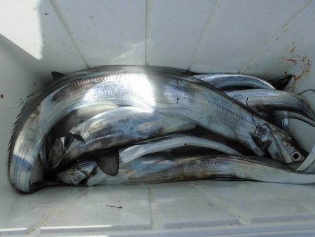 十八宝洋丸 釣果