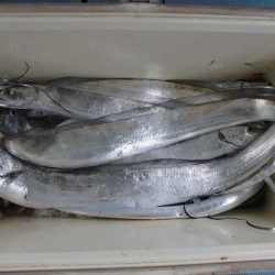 十八宝洋丸 釣果