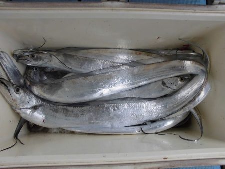 十八宝洋丸 釣果