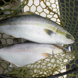 ルアー船マヒマヒ 釣果