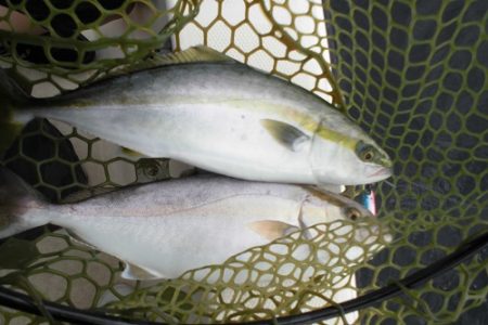 ルアー船マヒマヒ 釣果