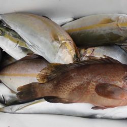 ルアー船マヒマヒ 釣果