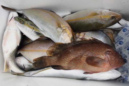 ルアー船マヒマヒ 釣果