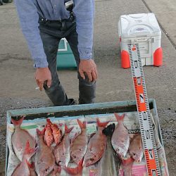 明神釣船 釣果