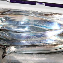 松本釣船２ 釣果