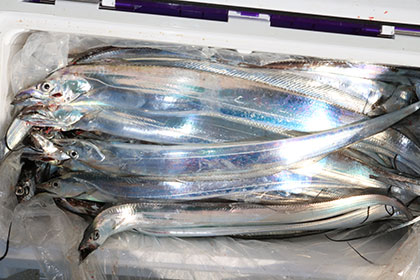 松本釣船２ 釣果