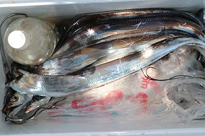 松本釣船２ 釣果