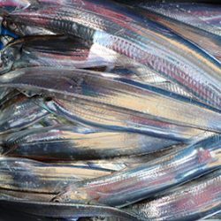 松本釣船２ 釣果