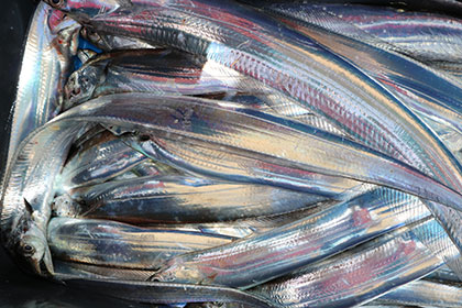 松本釣船２ 釣果