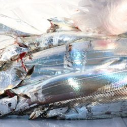 松本釣船２ 釣果