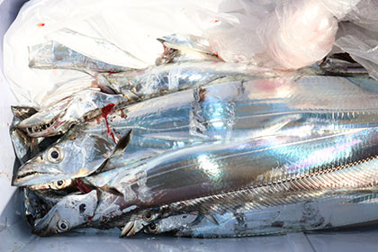 松本釣船２ 釣果