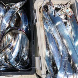 松本釣船２ 釣果