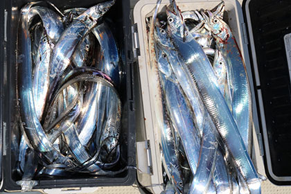 松本釣船２ 釣果