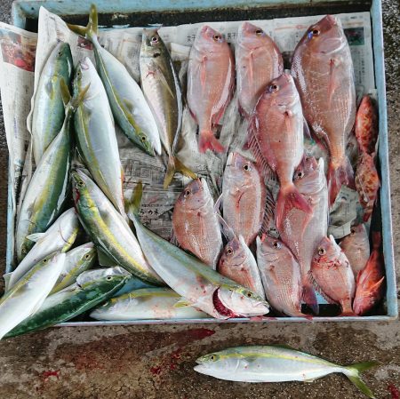 明神釣船 釣果