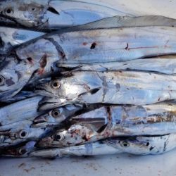 オーフリー 釣果