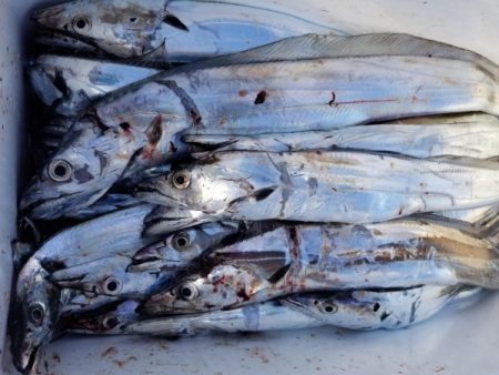 オーフリー 釣果