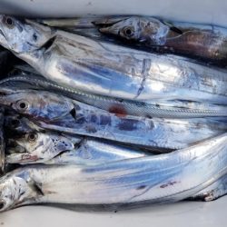 オーフリー 釣果