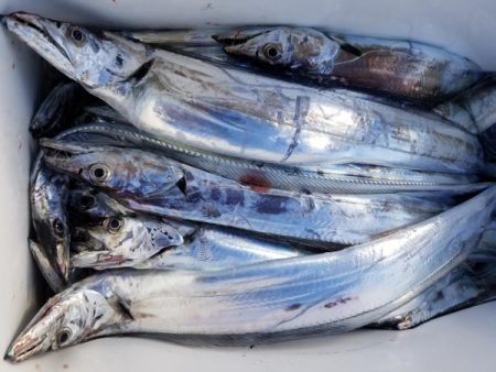 オーフリー 釣果