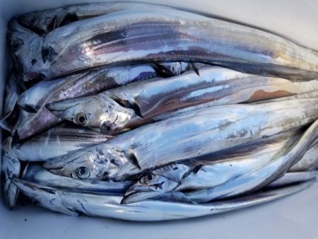 オーフリー 釣果