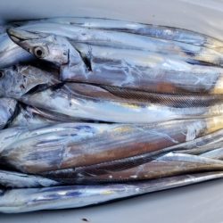 オーフリー 釣果