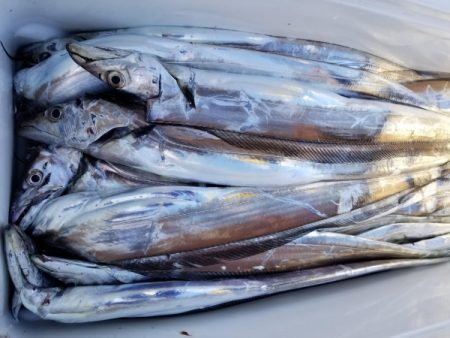 オーフリー 釣果