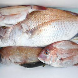 松本釣船２ 釣果